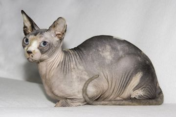 Detail Kucing Yang Tidak Berbulu Nomer 38
