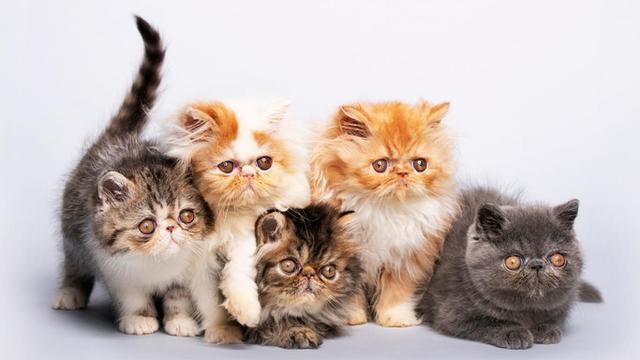 Detail Kucing Yang Tidak Berbulu Nomer 39