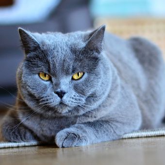 Detail Kucing Yang Tidak Berbulu Nomer 40