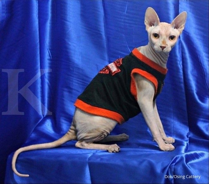 Detail Kucing Yang Tidak Berbulu Nomer 41