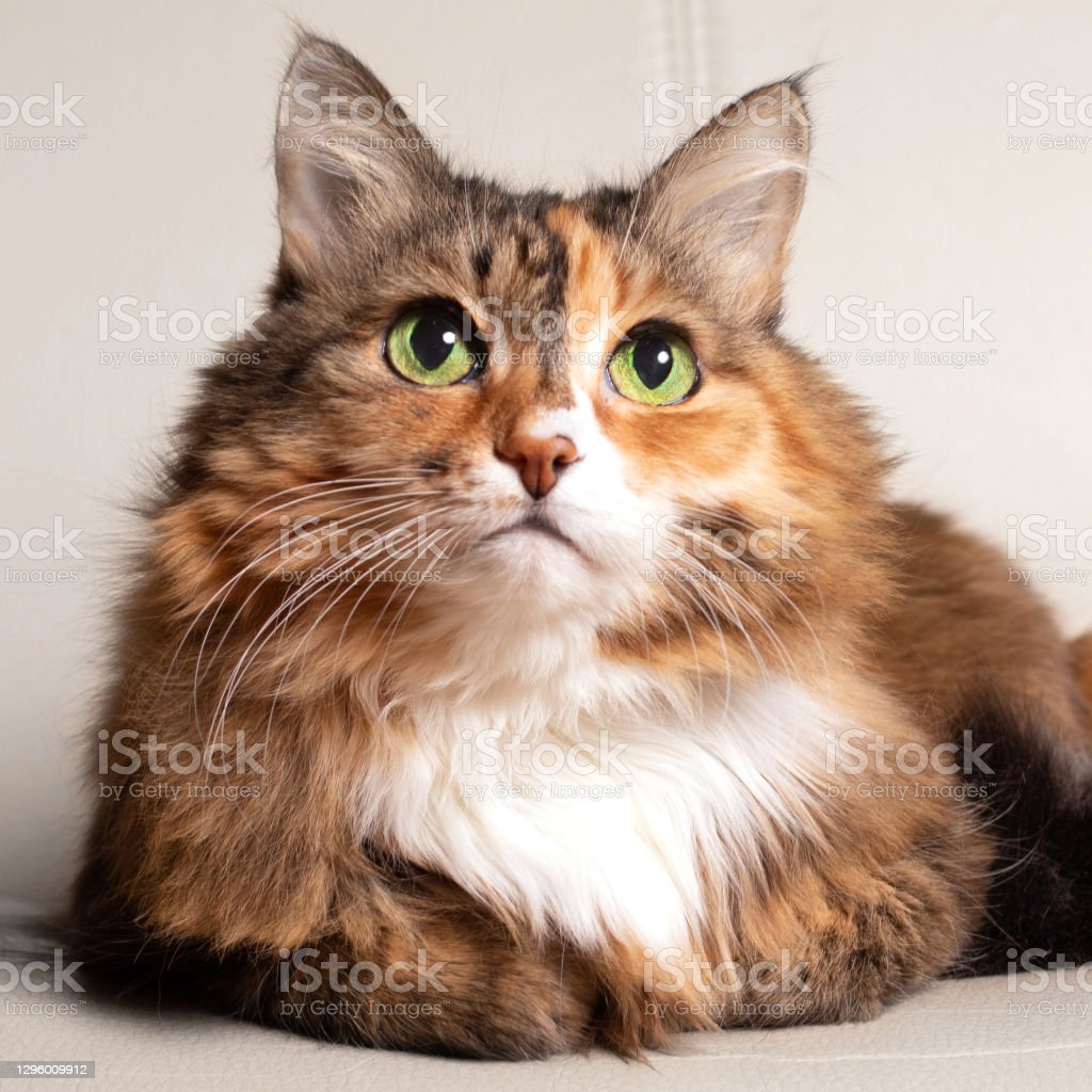 Detail Kucing Yang Tidak Berbulu Nomer 42