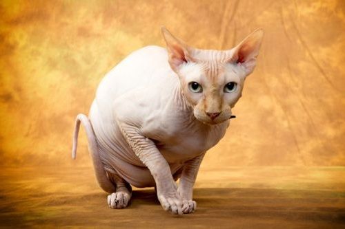 Detail Kucing Yang Tidak Berbulu Nomer 43