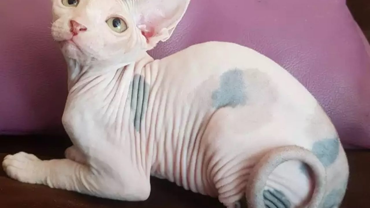 Detail Kucing Yang Tidak Berbulu Nomer 44