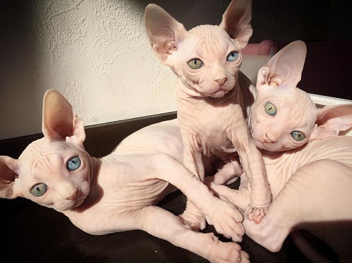 Detail Kucing Yang Tidak Berbulu Nomer 45