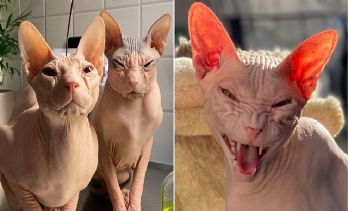 Detail Kucing Yang Tidak Berbulu Nomer 46