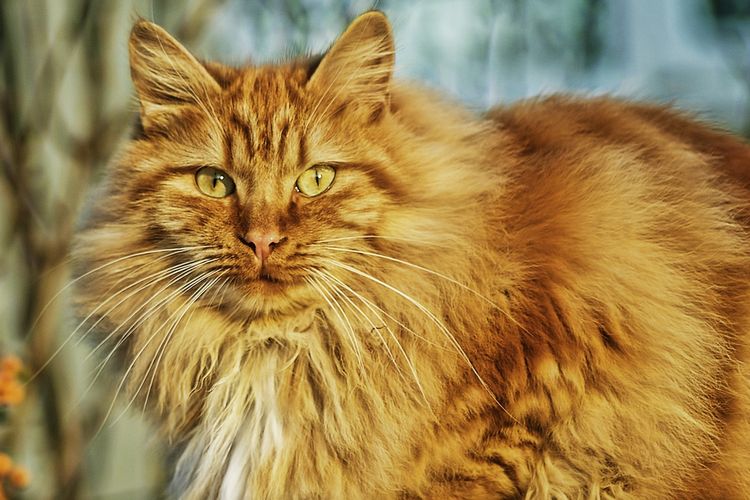 Detail Kucing Yang Tidak Berbulu Nomer 47