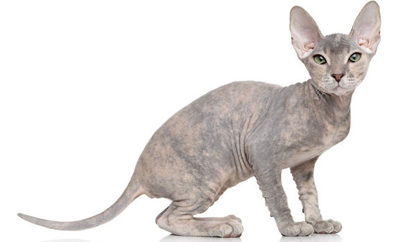 Detail Kucing Yang Tidak Berbulu Nomer 48