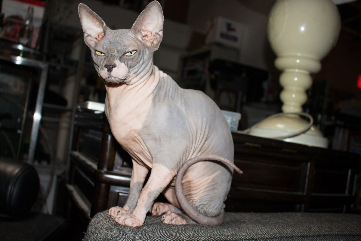 Detail Kucing Yang Tidak Berbulu Nomer 50
