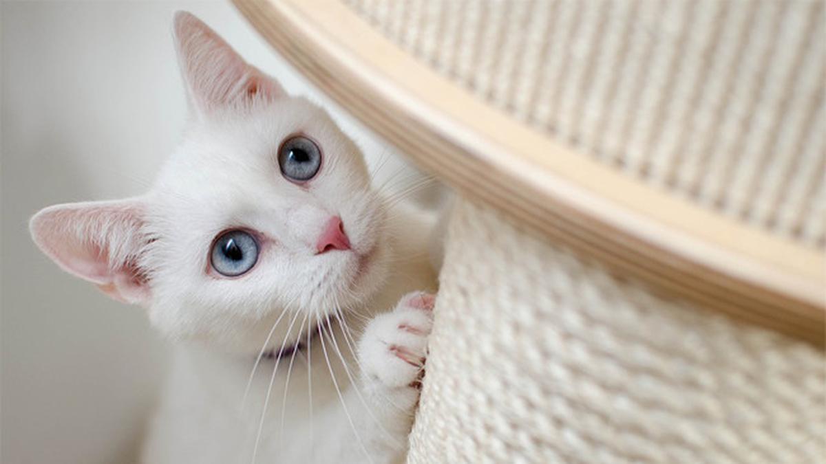 Detail Kucing Yang Tidak Berbulu Nomer 52