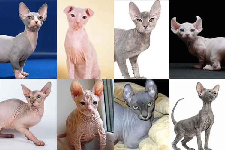 Detail Kucing Yang Tidak Berbulu Nomer 9