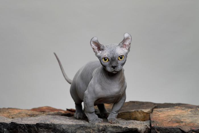 Detail Kucing Yang Tidak Berbulu Nomer 10