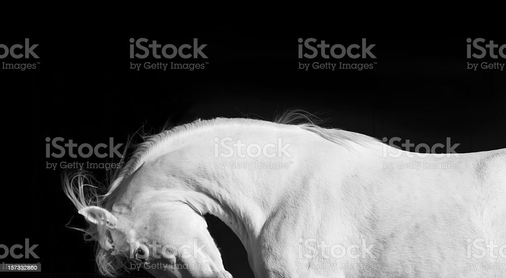 Detail Kuda Hitam Putih Nomer 39