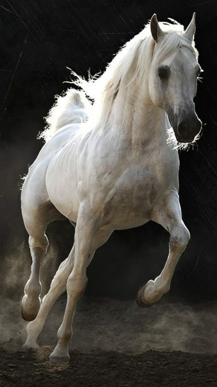 Detail Kuda Hitam Putih Nomer 8