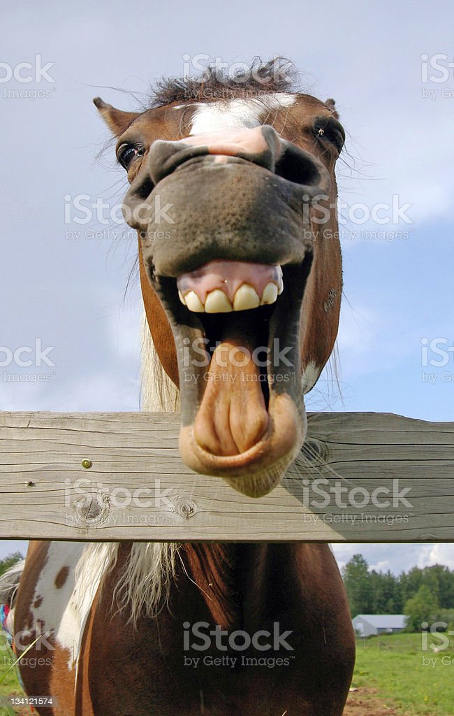Detail Kuda Ketawa Nomer 3