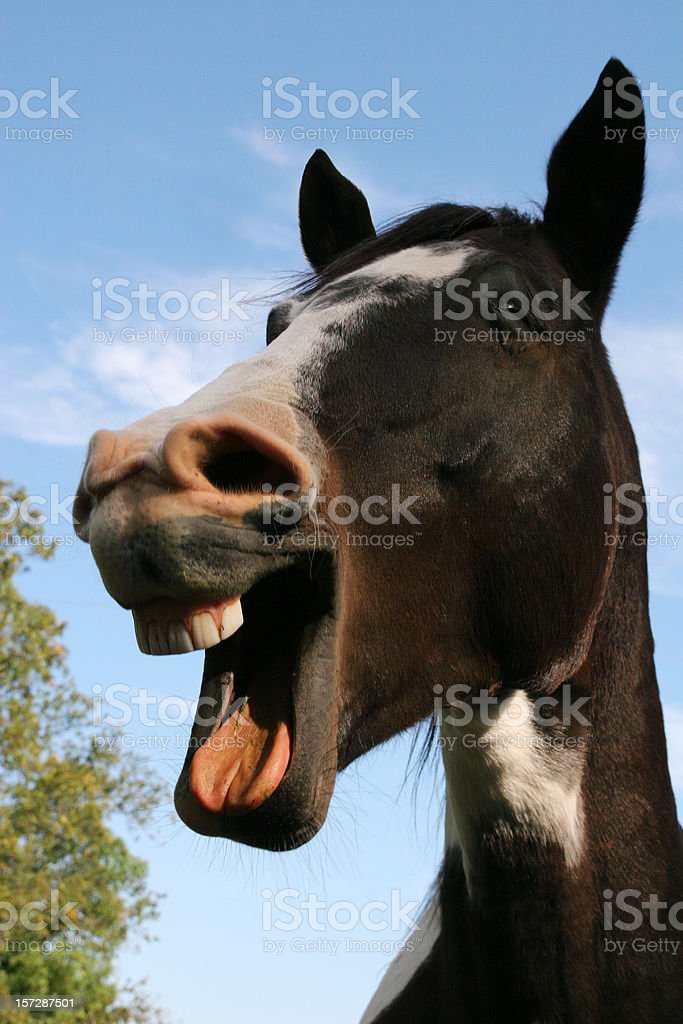 Detail Kuda Ketawa Nomer 24