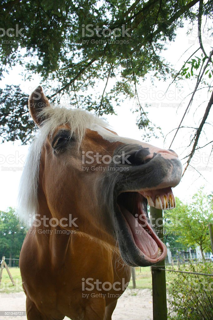 Detail Kuda Ketawa Nomer 27