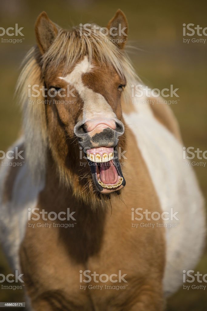 Detail Kuda Ketawa Nomer 30