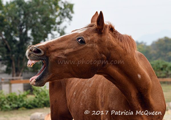 Detail Kuda Ketawa Nomer 45