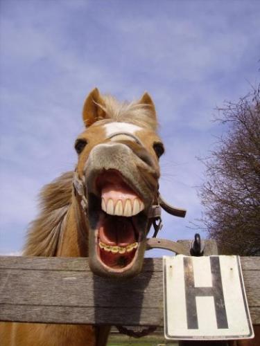 Detail Kuda Ketawa Nomer 10