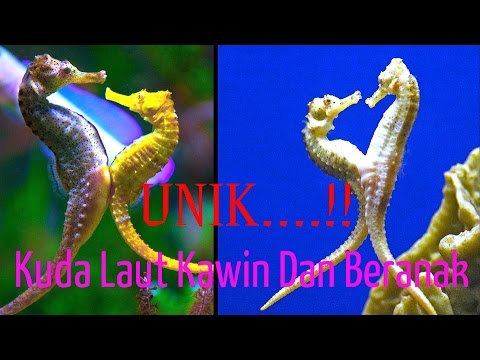 Detail Kuda Laut Berkembang Biak Dengan Nomer 20