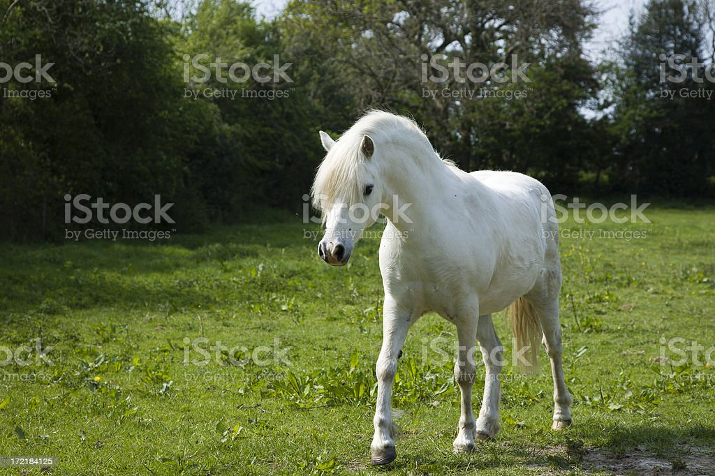 Detail Kuda Poni Putih Nomer 3