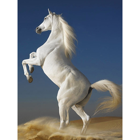 Detail Kuda Putih Wallpaper Nomer 44