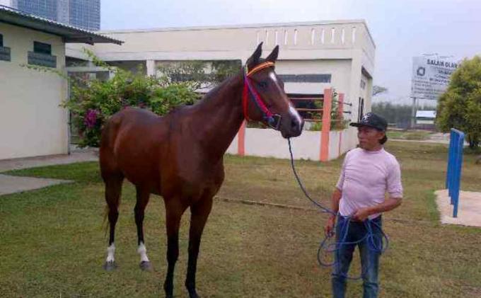 Detail Kuda Terbaik Di Indonesia Nomer 28