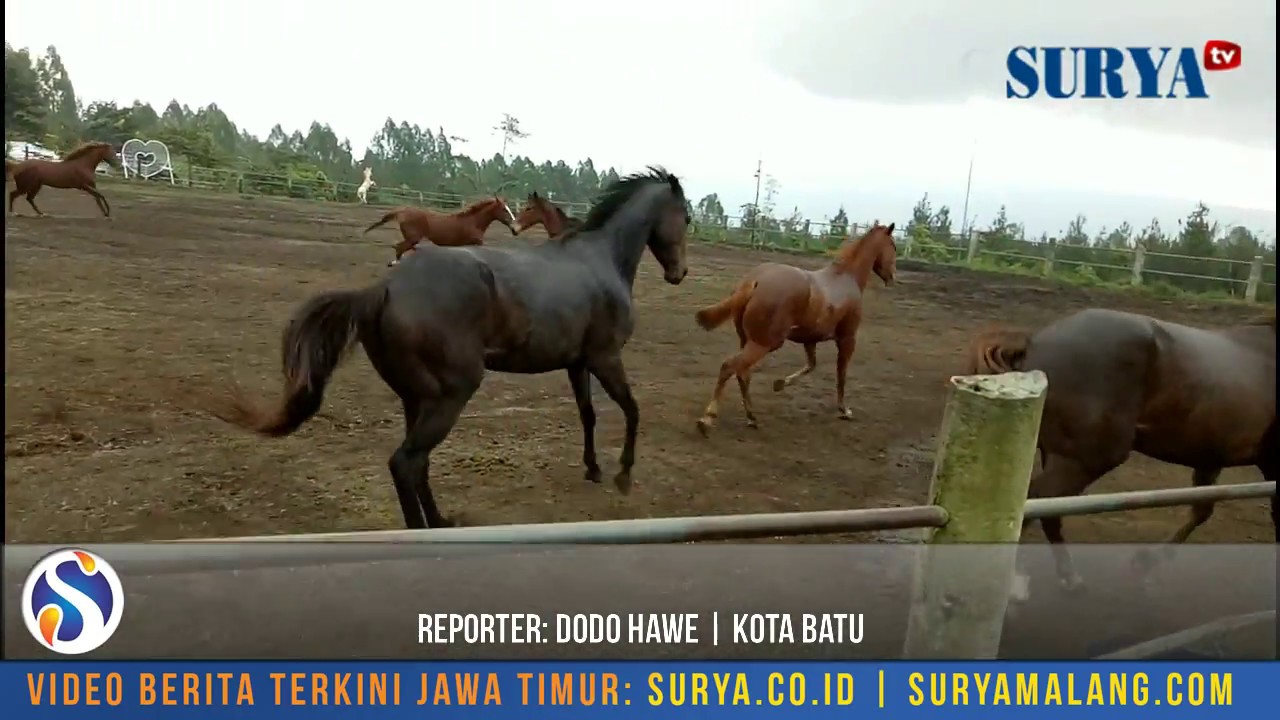 Detail Kuda Terbaik Di Indonesia Nomer 48