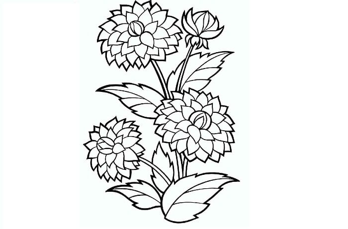 Detail Mewarnai Gambar Bunga Melati Nomer 54