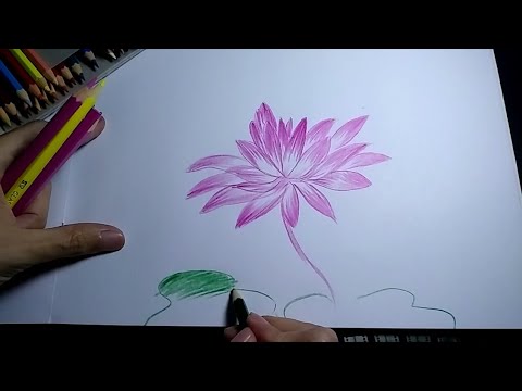 Detail Mewarnai Gambar Bunga Teratai Nomer 25