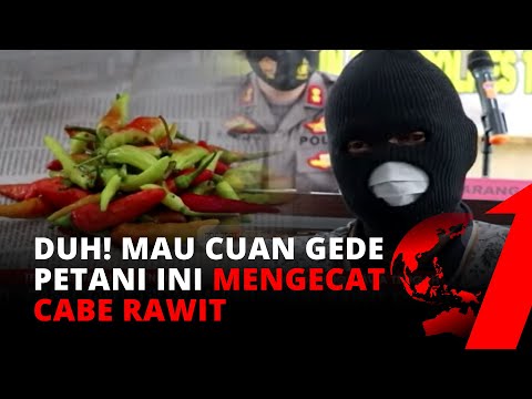 Detail Mewarnai Gambar Cabe Nomer 36