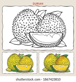 Detail Mewarnai Gambar Durian Nomer 39