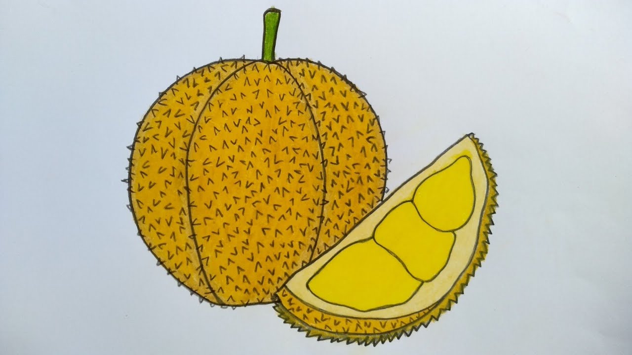Detail Mewarnai Gambar Durian Nomer 8