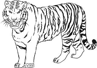 Mewarnai Gambar Harimau - KibrisPDR