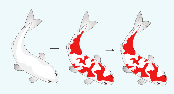 Detail Mewarnai Gambar Ikan Koi Nomer 16