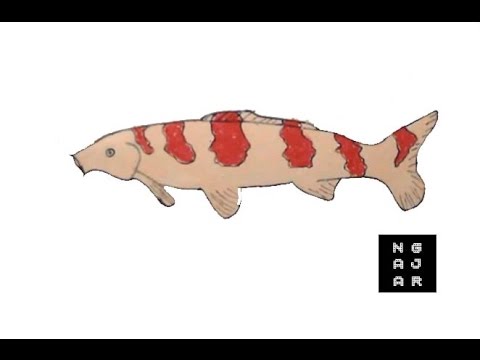 Detail Mewarnai Gambar Ikan Koi Nomer 49