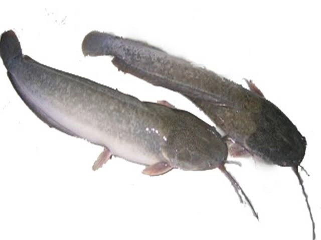 Detail Mewarnai Gambar Ikan Lele Nomer 33