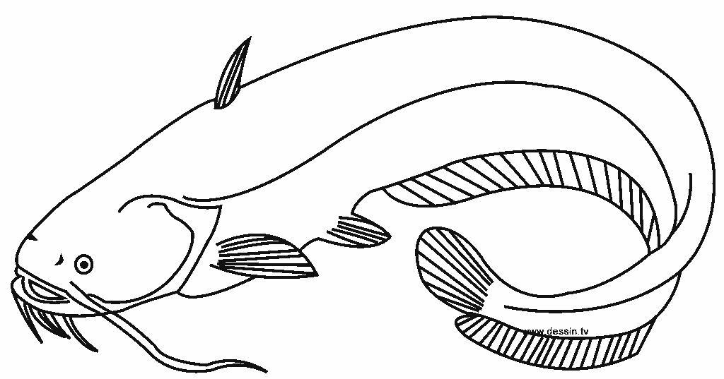 Detail Mewarnai Gambar Ikan Lele Nomer 5