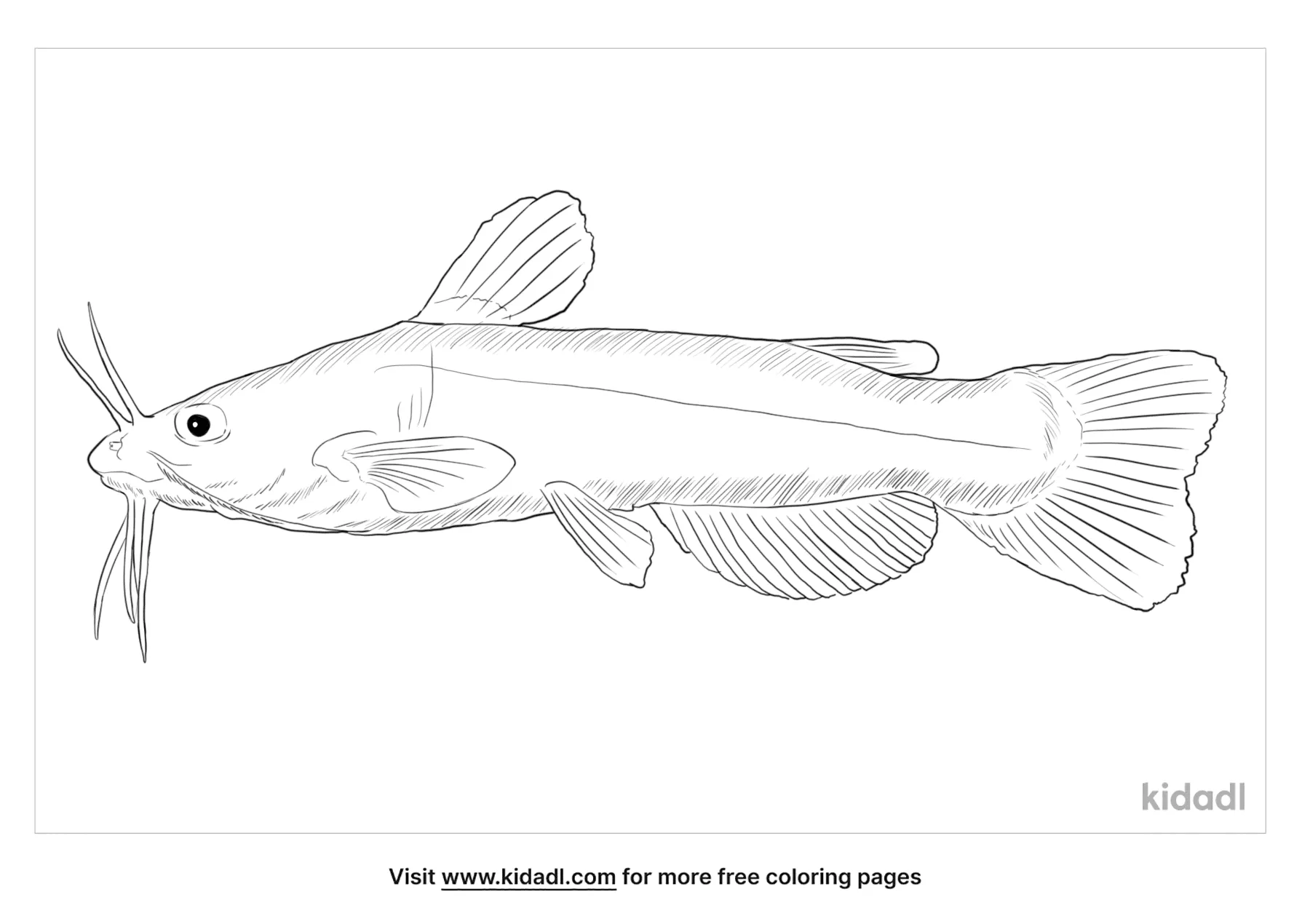 Detail Mewarnai Gambar Ikan Lele Nomer 45