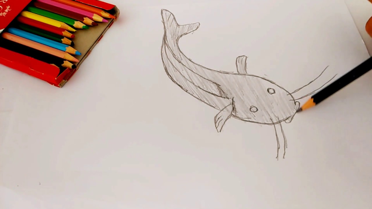 Detail Mewarnai Gambar Ikan Lele Nomer 9