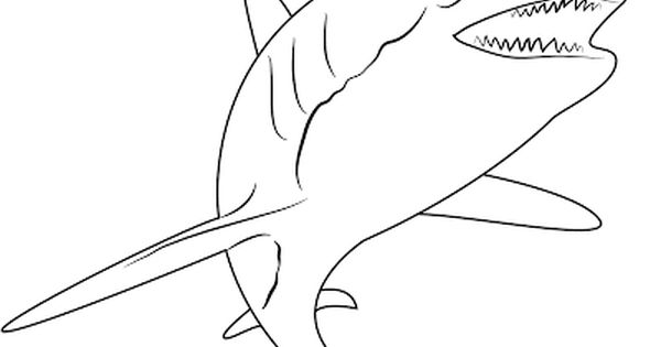 Detail Mewarnai Gambar Ikan Paus Nomer 18