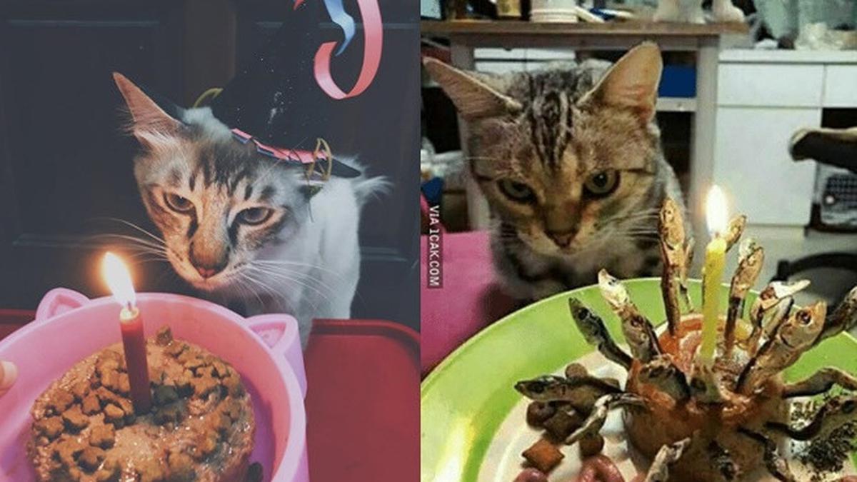 Detail Kue Ulang Tahun Gambar Kucing Nomer 23