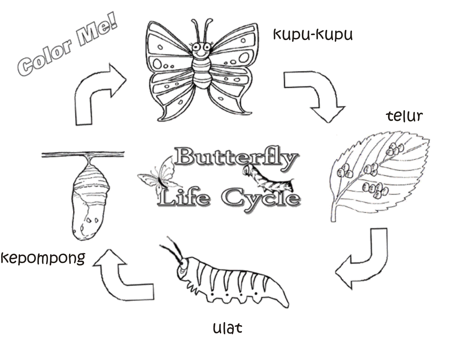 Detail Mewarnai Gambar Kupu Kupu Nomer 49