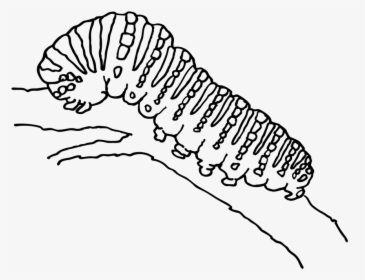 Detail Mewarnai Gambar Larva Nomer 37