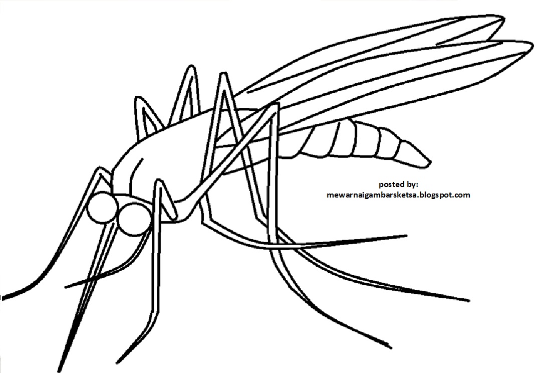 Detail Mewarnai Gambar Nyamuk Nomer 6
