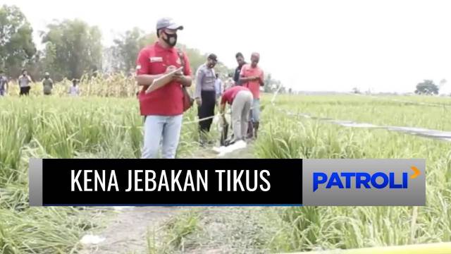 Detail Mewarnai Gambar Paman Yang Sedang Bekerja Di Ladang Nomer 38