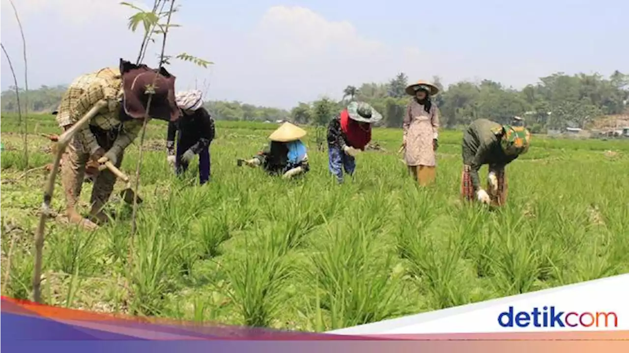 Detail Mewarnai Gambar Paman Yang Sedang Bekerja Di Ladang Nomer 10