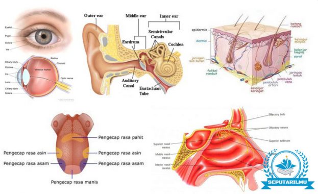 Detail Mewarnai Gambar Panca Indera Nomer 41