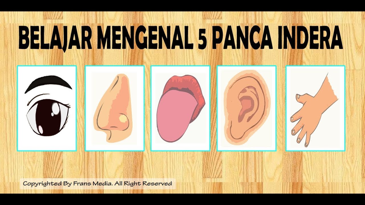 Detail Mewarnai Gambar Panca Indera Nomer 10