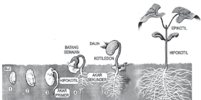 Detail Mewarnai Gambar Pertumbuhan Bayi Nomer 21